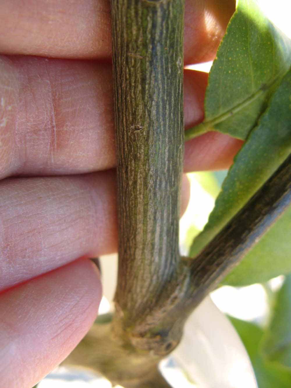              Second - third year twig (Estes, Winter Haven, FL)       